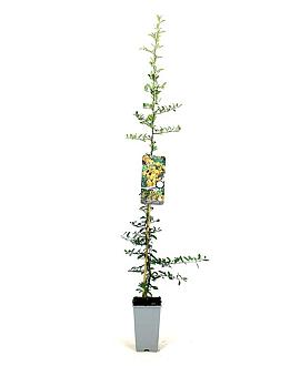 Pyracantha 'Golden Charmer' Pot 2 Liter80 - 100 cm