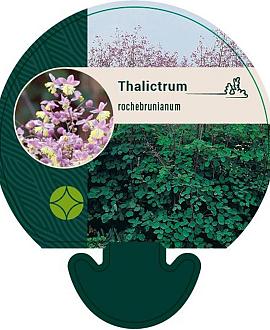 Thalictrum rochebrunianum Pot 9 cm