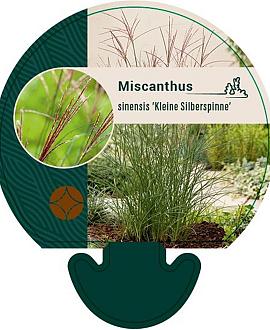 Miscanthus sin. 'Kleine Silbersp.' Pot 9 cm
