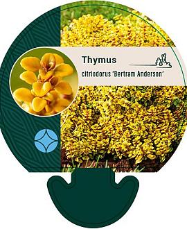Thymus citriod. 'Bertram Anderson' Pot 9 cm