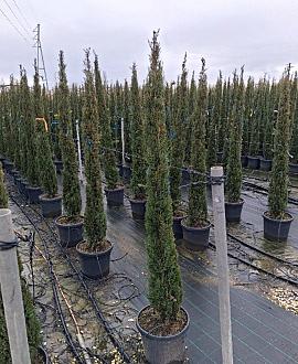Cupressus semp. 'Pyramidalis' Pot 25 Liter 175 - 200 cm