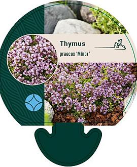 Thymus praecox 'Minor' Pot 9 cm