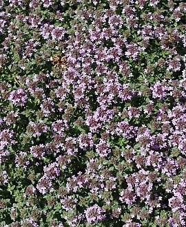 Thymus praecox 'Pink Chintz' Pot 9 cm