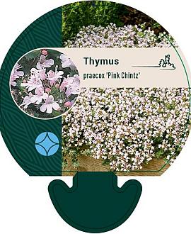 Thymus praecox 'Pink Chintz' Pot 9 cm