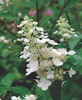 Hydrangea pan. 'Kyushu' Pot 7,5 Liter 60 - 80 cm