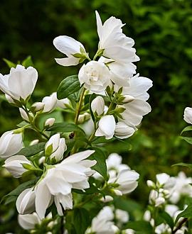Philadelphus 'Virginal' Pot 7,5 Liter 80 - 100 cm