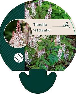 Tiarella 'Pink Skyrocket' Pot 9 cm