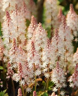 Tiarella 'Pink Skyrocket' Pot 9 cm