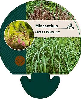 Miscanthus sin. 'Malepartus' Pot 9 cm