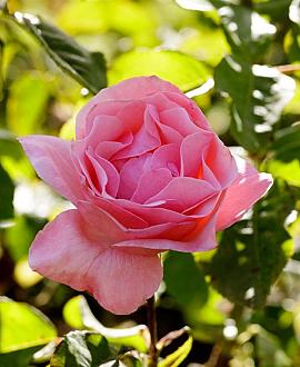 Rosa (F) 'Queen Elizabeth' Losse wortel