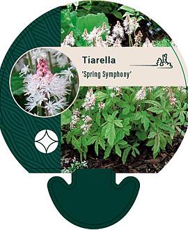 Tiarella 'Spring Symphony' Pot 9 cm