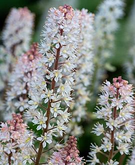 Tiarella 'Sugar and Spice' Pot 9 cm
