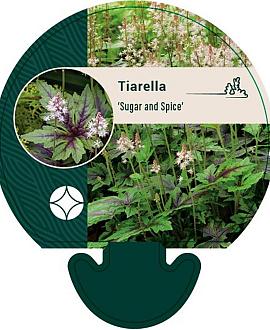 Tiarella 'Sugar and Spice' Pot 9 cm