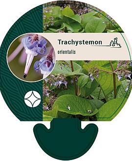 Trachystemon orientalis Pot 9 cm