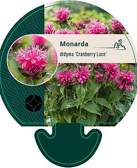 Monarda didyma 'Cranberry Lace' Pot 9 cm