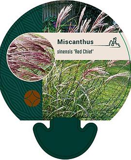 Miscanthus sin. 'Red Chief' Pot 9 cm