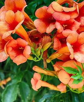 Campsis radicans Pot 7,5 Liter 125 - 150 cm