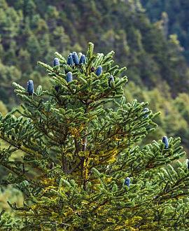 Abies koreana Pot 20 Liter 80 - 100 cm