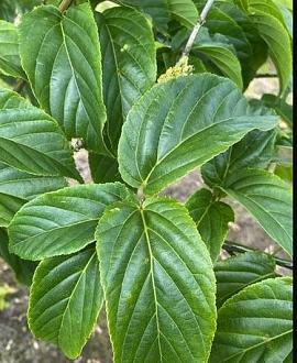 Acer davidii Pot 5 Liter 80 - 100 cm