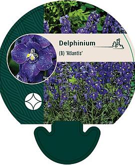 Delphinium (B) 'Atlantis' Pot 9 cm