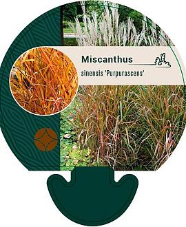 Miscanthus sin. 'Purpurascens' Pot 9 cm
