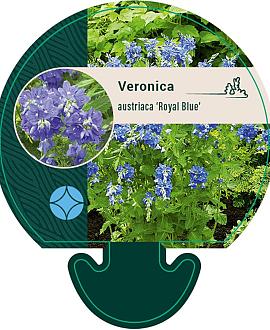 Veronica austr. 'Royal Blue' Pot 9 cm