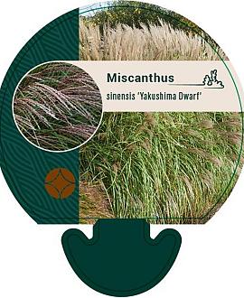 Miscanthus sin. 'Yakushima Dwarf' Pot 9 cm