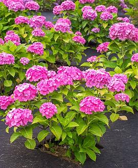 Hydrangea m. 'Sibilla' Pot 5 Liter 