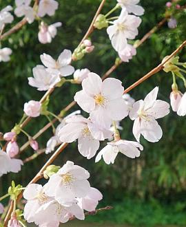 Prunus yedoensis Pot 18 liter 150 - 175 cm Meerstammig