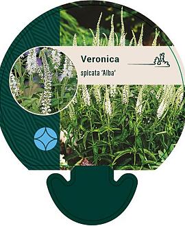 Veronica spic. 'Alba' Pot 9 cm
