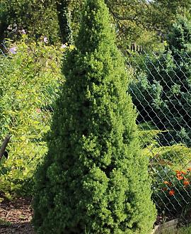Picea gl. 'Conica' Pot 5 Liter 50 - 60 cm