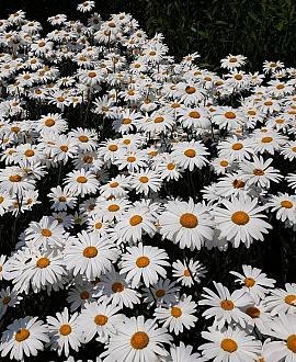 Leucanthemum maximum Pot 9 cm