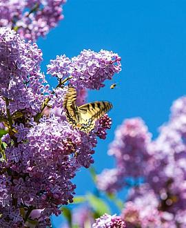 Syringa vulgaris Pot 3 Liter 