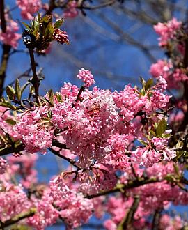 Viburnum bodn. 'Charles Lamont' Pot 5 Liter 60 - 80 cm