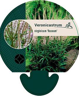 Veronicastrum virg. 'Roseum' Pot 9 cm