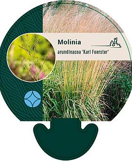 Molinia arund. 'Karl Foerster' Pot 9 cm