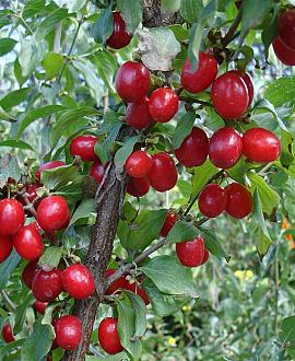 Cornus mas Pot 7,5 Liter 80 - 100 cm