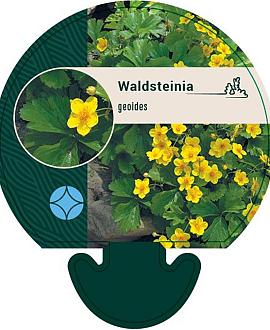 Waldsteinia geoides Pot 9 cm