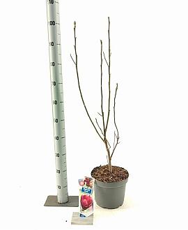 Magnolia 'Genie' Pot 5 Liter 60 - 80 cm