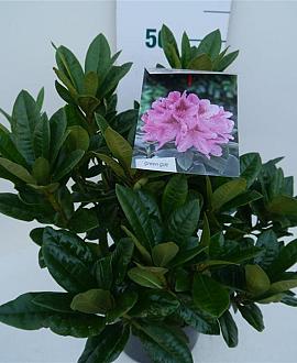Rhododendron 'Cosmopolitan' Pot 5 Liter 