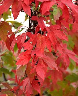 Acer griseum Pot 110 liter 200 - 250 cm Meerstammig