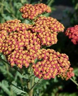 Achillea 'Safran' Pot 9 cm