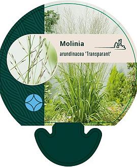 Molinia arund. 'Transparent' Pot 9 cm