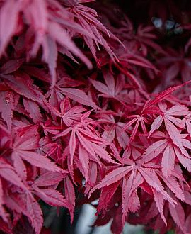 Acer pal. 'Atropurpureum' Pot 70 Liter 200 - 250 cm Meerstammig