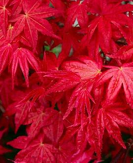 Acer pal. 'Deshojo' Pot 90 Liter 250 - 300 cm Meerstammig