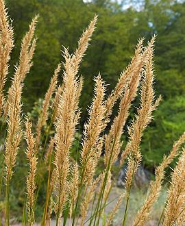 Achnatherum calamagrostis Pot 9 cm