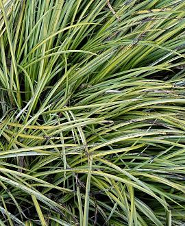 Acorus gramineus 'Variegata' Pot 9 cm