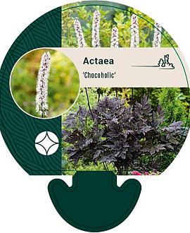 Actaea 'Chocoholic' Pot 9 cm