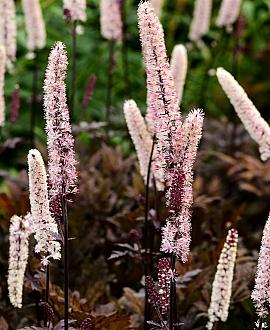 Actaea 'Chocoholic' Pot 9 cm