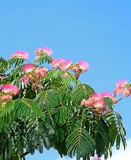 Albizia julibrissin Pot 110 liter 200 - 250 cm Meerstammig